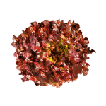 Alface-Roxo-Hidroponica-Nature-Unidade