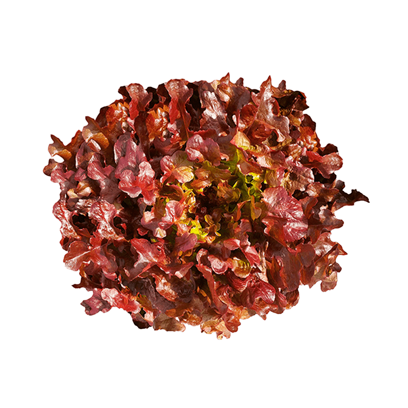 Alface-Roxo-Hidroponica-Nature-Unidade